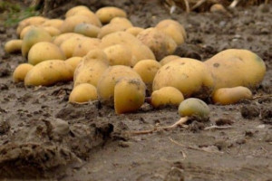 IERiGŻ: Areał uprawy ziemniaka w Polsce ma się nie zmienić