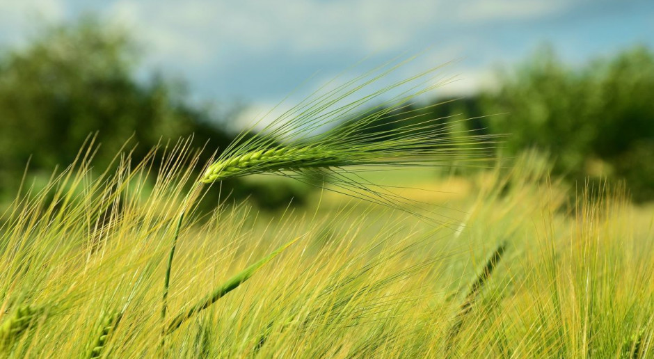 Większe zapotrzebowanie na ziarno ciągle notuje się ze strony wytwórni pasz niż młynów, co wpływa na ceny ziarna paszowego na rynku krajowym. Fot. pixabay Izba Zbożowo-Paszowa: Rolnicy oczekują wyższych cen za zboże