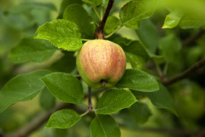 USA nie ulżą producentom nabiału, ale dają nadzieję producentom jabłek