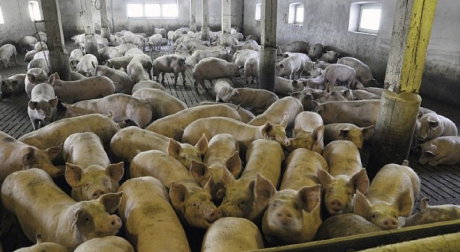 Rośnie popularność zawierania umów pomiędzy rolnikami, a przedsiębiorstwami na usługę tuczu nakładczego. fot. farmer.pl Tucz nakładczy – nie do końca zgodny z prawem?