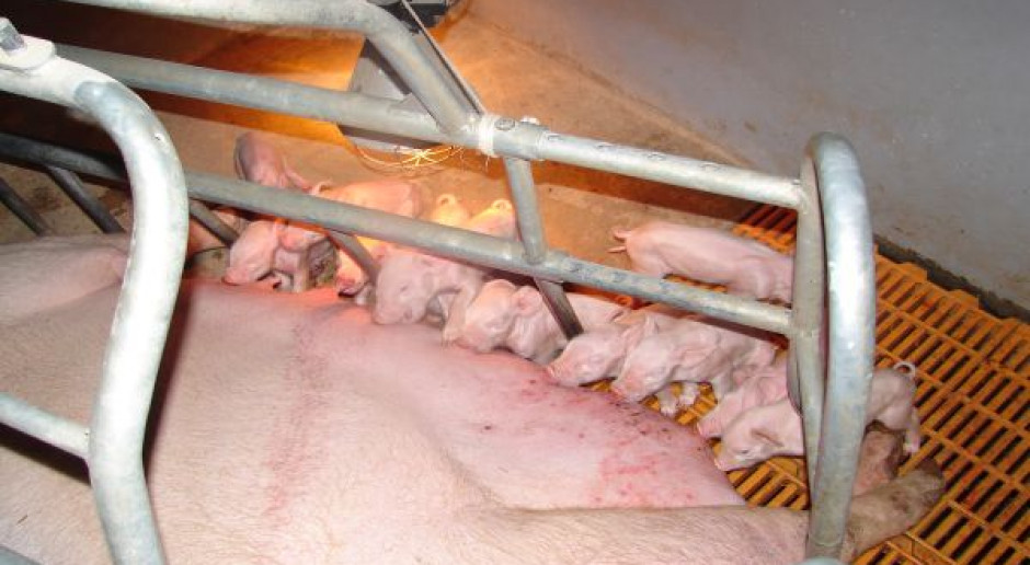 Z dofinansowania na rozwój produkcji prosiąt, chce skorzystać 293 rolników. fot. farmer.pl Tylko 293 rolników chce rozwijać produkcję prosiąt w ramach nowego PROW
