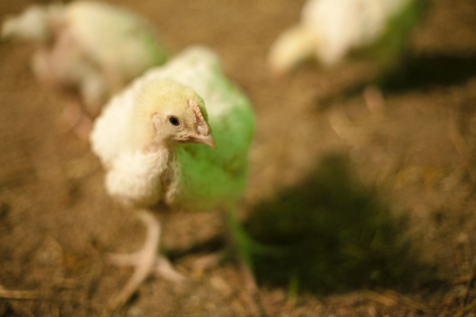 W związku z wykryciem ogniska grypy ptaków w Austrii  i podejrzeniem jego istnienia zamknięto dwa małe gospodarstwa utrzymujące kurczęta i kaczki; Fot. pixabay, com