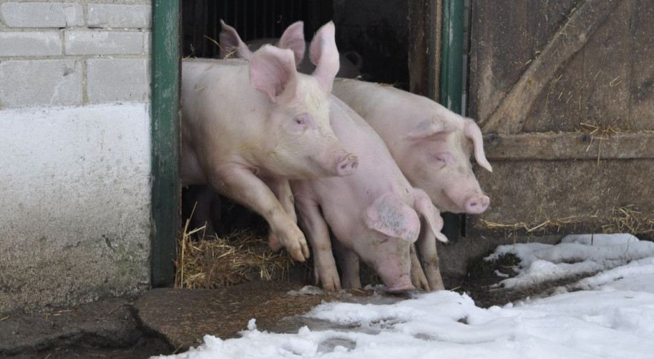 Rolnicy z Podlasia znowu mogą składać wnioski o pomoc finansową za realizację programu bioasekuracji. fot. ak Pomoc dla producentów świń z Podlasia oraz właścicieli stawów rybnych