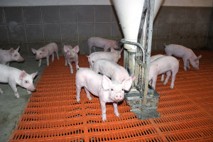 Probiotyki w żywieniu świń