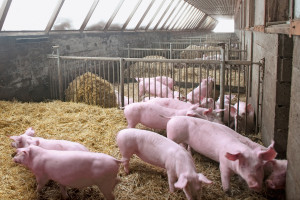 Naukowcy wyhodowali świnie odporne na PRRS