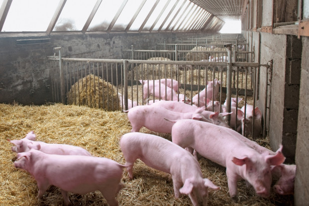 Odkrycie naukowców z Uniwersytetu Missouri mieć ogromne znaczenie dla producentów trzody chlewnej i przemysłu spożywczego na całym świecie. Fot. EC 2015 Naukowcy wyhodowali świnie odporne na PRRS