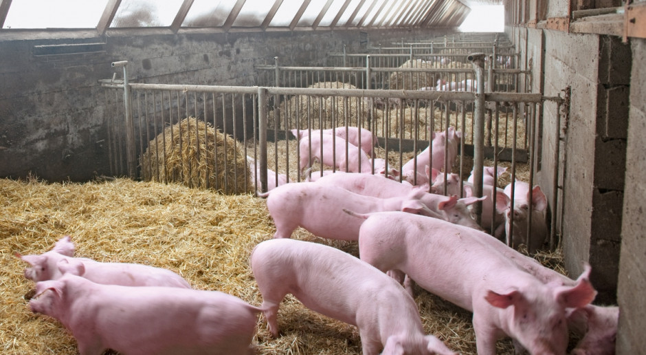 Naukowcy wyhodowali świnie odporne na PRRS
