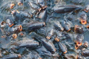 Towarzystwo Promocji Ryb: potrzebna pomoc dla gospodarstw karpiowych
