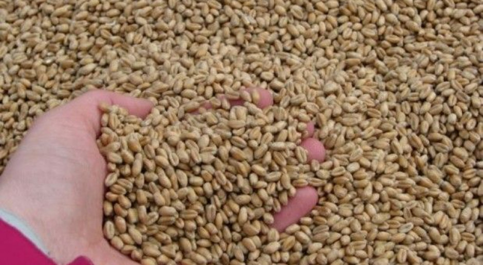 Polski Związek Producentów Roślin Zbożowych apeluje o przywrócenie wcześniejszych rozwiązań, a także dodatkowo dopłaty do zużycia nasion kukurydzy, rzepaku i słonecznika, fot. MT Apel o przywrócenie starych zasad dopłat do materiału siewnego