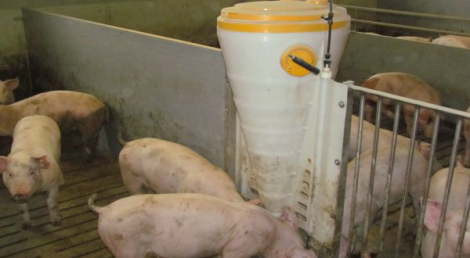 Makuch rzepakowy ma największe zastosowanie w żywieniu tuczników (fot. BW) W żywieniu których grup świń stosować makuch rzepakowy?