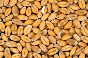 Giełdy krajowe: Tendencje spadkowe cen zbóż