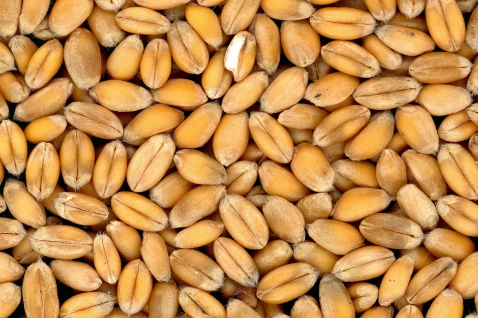 Na giełdach krajowych ceny pszenicy są niskie a zainteresowanie  jej zakupem ograniczone (Fot. pixabay. com)