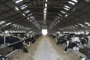 Chiński rynek dla eksporterów produktów mleczarskich się kurczy