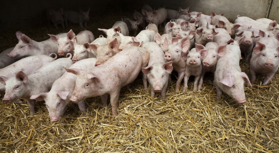 Jeszcze we wrześniu za kilogram żywca płacono średnio 4,61 zł, a teraz o prawie złotówkę mniej, przy czym wielu rolników otrzymuje ok. 3 zł. Fot. Fotolia "Nasz Dziennik": Bez dopłat ani rusz