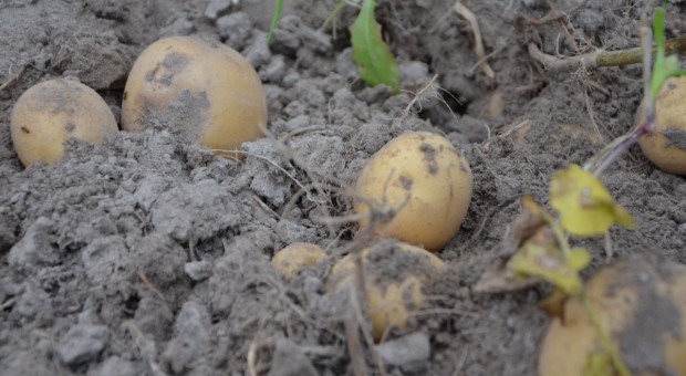 Zbiory ziemniaka o blisko 1 mln t niższe niż w roku poprzednim 