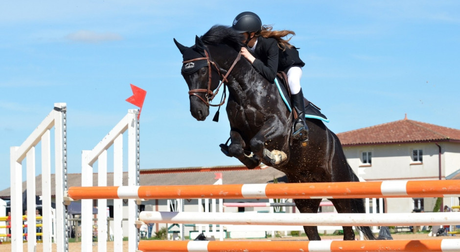W Cavaliadzie Poznań wzięło udział 640 koni i setki jeźdźców. Fot. pixabay Ruszyła Cavaliada