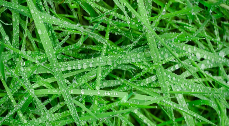 KE uruchomiła publiczne konsultacje ws. "zazielenienia". Fot. Fotolia KE: Konsultacje w sprawie "zazielenienia"