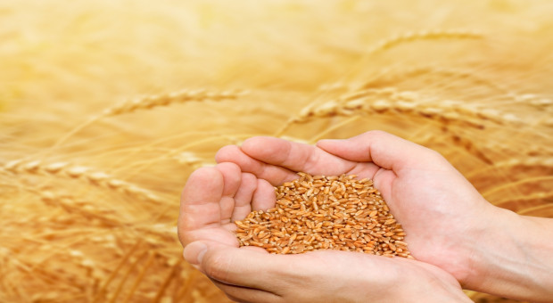 Coceral: Wzrost szacunków zbiorów pszenicy w UE