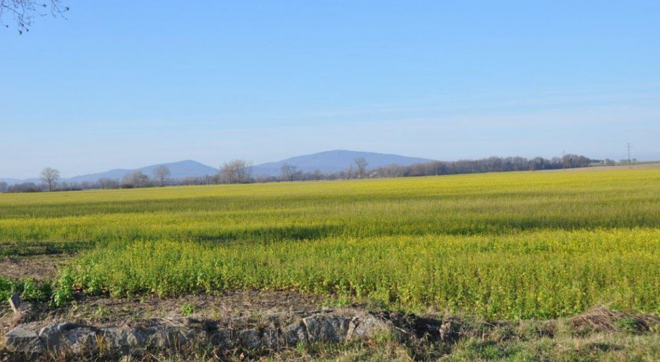 Kwitnąca gorczyca w grudniu, powiat Strzelin, woj. dolnośląskie, fot. W. Konieczny Wiosna w grudniu – kwitnie gorczyca