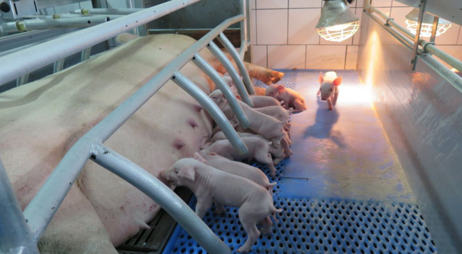 Czy fatalna sytuacja w jakiej znajdują się producenci trzody spowoduje dalszy spadek pogłowia loch? (fot. I. Dyba) Czy niskie ceny odbiją się na pogłowiu loch?
