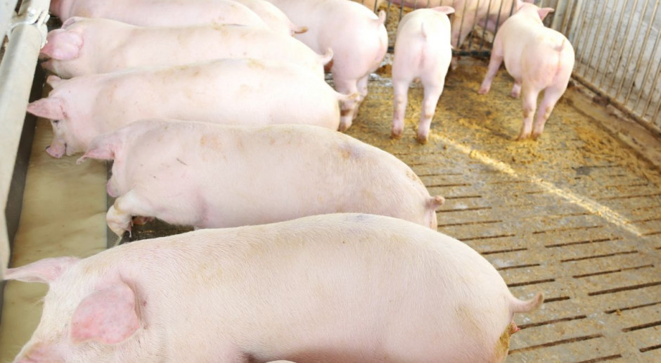 W sobotę w Warszawie odbył się Krajowy Kongres Rolnictwa Rzeczypospolitej Polskiej. Fot. shutterstock Rolniczy OPZZ: Produkcja trzody chlewnej największym problemem