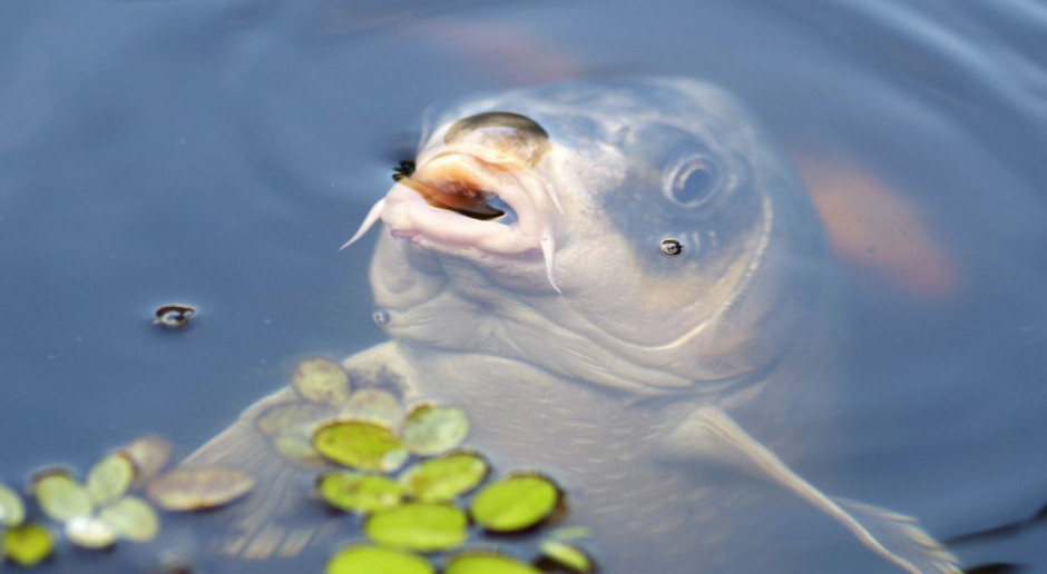 Aby karp trafił do sklepu musi rosnąć przez 2-3 lata wówczas osiąga wielkość handlową i mając od 1 kg do 2 kg trafia do sprzedaży. Fot. pixabay Karp wciąż "królem" wśród ryb na wigilijnym stole
