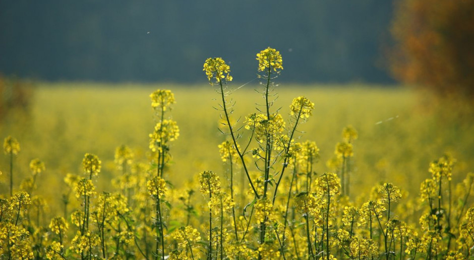 Lutowy kontrakt na rzepak notowany na MATIF podrożał o 1,6 proc. Fot. pixabay Silne odreagowanie spadków cen rzepaku