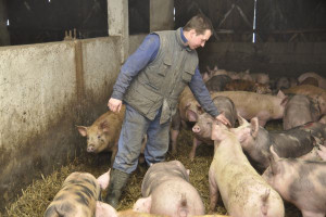Planowana pomoc mocno podzieli producentów świń