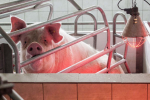 Unijny rynek wieprzowiny w 2015 r.