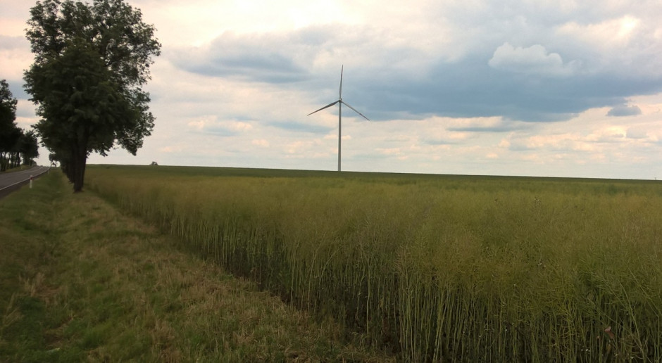 Canola najdroższa od połowy sierpnia