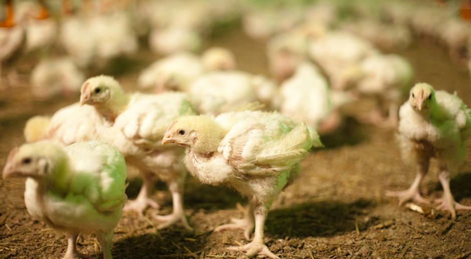 Rentowność sprzedaży brutto przemysłu drobiarskiego wyniosła 2,37 proc. Mięso drobiowe stało się najistotniejszym polskim produktem spożywczym w handlu zagranicznym. Fot. KRD Drobiarstwo: Dobry 2015 rok, ale rynku trzeba będzie bronić