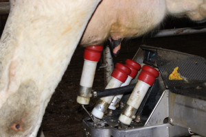 W listopadzie spadek skupu mleka o 6 proc.