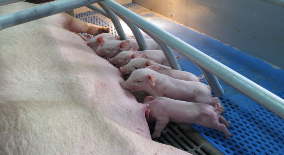 Krajowy Związek Pracodawców - Producentów Trzody Chlewnej podważa słuszność polityki rządu, która kontynuuje dalsze wspieranie małych gospodarstw produkujących świnie. fot. id Obecne wsparcie producentów świń to kontynuacja programu socjalnego dla polskiej wsi