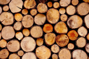 Na Podkarpaciu leśnicy zamierzają pozyskać 1,9 mln m sześciennych drewna