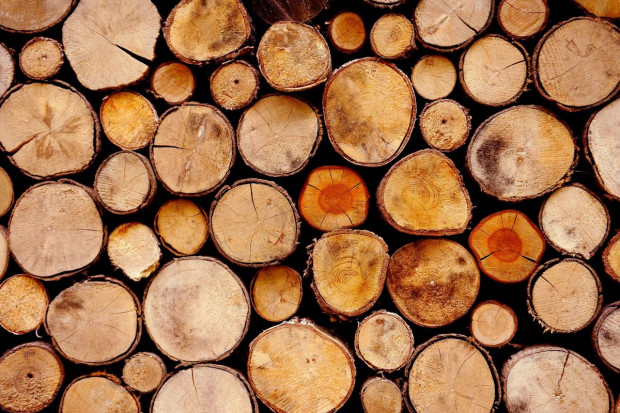 Ekspert z UW: Trzeba zadbać o system certyfikacji drewna importowanego