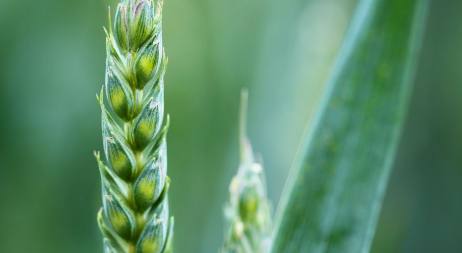 posiadacze zbóż nie zaliczą minionego roku do udanych. Fot. pixabay Marny dzień, marny tydzień i marny cały rok na zbożach - niestety
