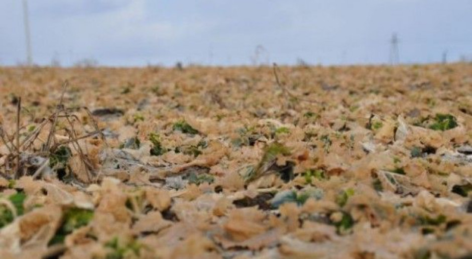 Po zimie 2011/2012 rzepak był wymrożony, fot. farmer.pl BASF: Niepokój głównie o rzepak ozimy, jęczmień i pszenicę