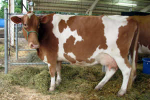 Niemcy: Maleje liczba gospodarstw mleczarskich