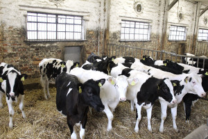 Wychów cieląt w stadach bydła mlecznego