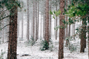 Siarka: Obecne założenia strategii leśnej UE znacznie zwiększyłyby obszary objęte ścisłą ochroną w Polsce
