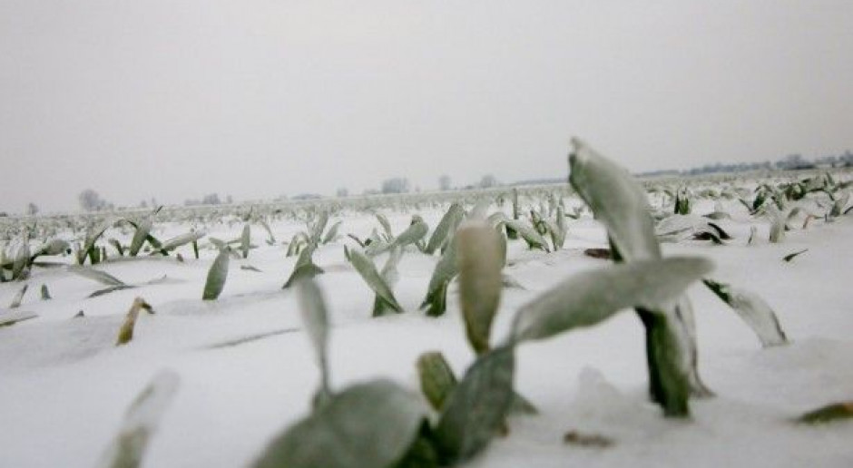 Na zachodzie kraju pada śnieg, który przykrył oziminy, fot. A. Kobus Ostrożnie w ocenie stanu ozimin