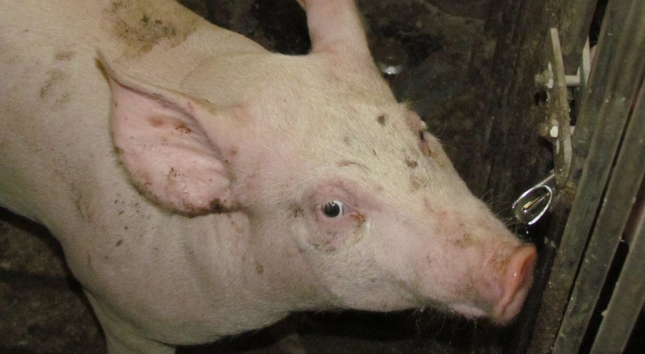Niektóre leki czy dodatki paszowe w łatwy sposób można podać zwierzętom wraz z wodą (fot.BW) Pompa dozująca – przydatna w każdej chlewni