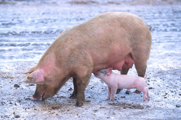 Minimalna ilość wieprzowiny, jaka może zostać objęta umową na dopłaty do prywatnego przechowywania wynosi 10 ton dla produktów bez kości, 15 ton dla pozostałych produktów. Fot. pixabay ARR przyjmuje już wnioski o dopłaty do prywatnego przechowywania wieprzowiny