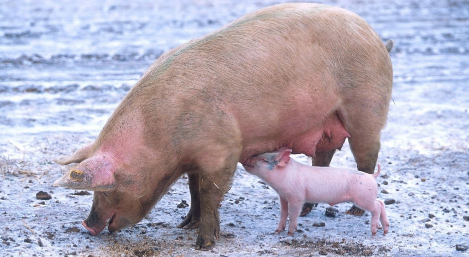 Minimalna ilość wieprzowiny, jaka może zostać objęta umową na dopłaty do prywatnego przechowywania wynosi 10 ton dla produktów bez kości, 15 ton dla pozostałych produktów. Fot. pixabay ARR przyjmuje już wnioski o dopłaty do prywatnego przechowywania wieprzowiny