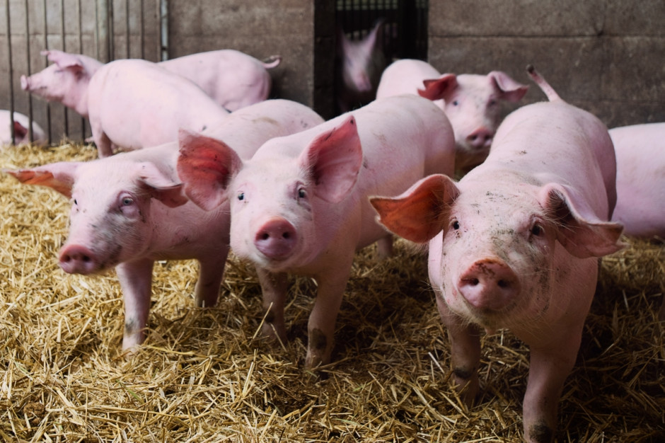 Pomocą zostaną objęci także producenci trzody utrzymujący świnie w cyklu otwartym. Dla nich jednak dofinansowanie będzie o połowę niższe niż w przypadku rolników hodujących trzodę w cyklu zamkniętym. Fot. EC 2016