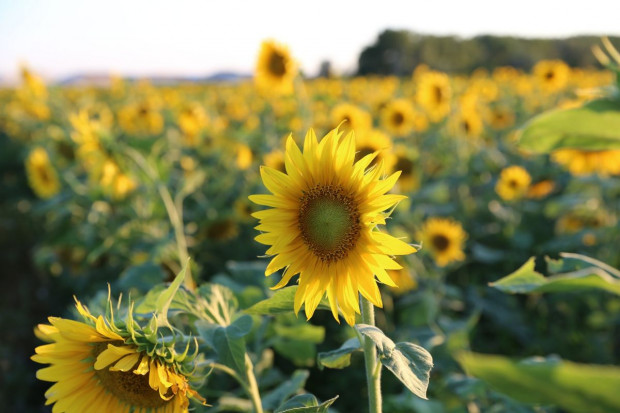 Ukraina: gwałtowny spadek powierzchni uprawy słonecznika