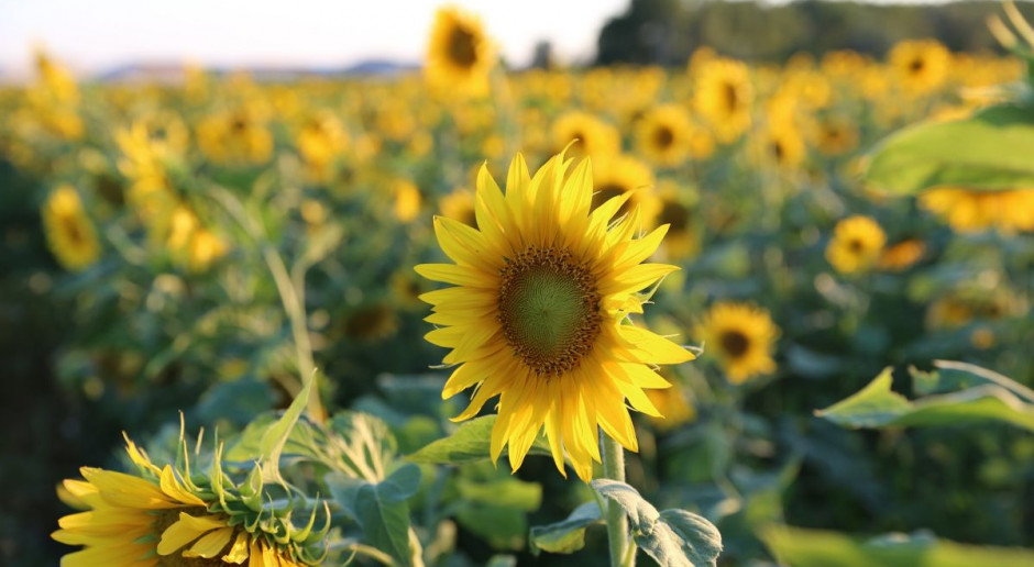 Niedobory słonecznika w UE spowodują, że eksport skurczy się o 37 proc., a import ma zwiększyć się o 7 proc. Fot. pixabay Spada produkcja słonecznika w Unii