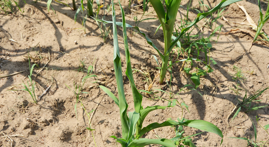 Niezależnie od kierunku użytkowania na wysokość i jakość plonu kukurydzy wpływają w 40 proc. czynniki agrotechniczne, w 30 proc. klimatyczne i w 30 proc. dobór odmiany. Fot. W. Konieczny Mądry Polak po szkodzie