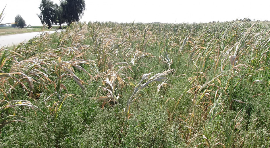 Długotrwała susza, jaka w minionym sezonie dotknęła nasz kraj, poczyniła duże spustoszenia na polach uprawnych, m.in. na plantacjach kukurydzy. Fot. Ł. Chmielewski Kiszonki z kukurydzy wątpliwej jakości