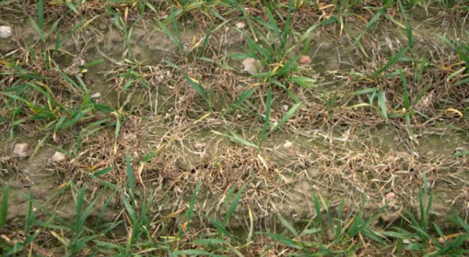 Kolory odrostów zmieniające się z żółtego w zielone świadczące o regeneracji po stresie termicznym, seozn 2011/2012, fot. A. Brachaczek Uszkodzone liście zbóż nie oznaczają wymarznięć